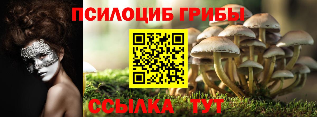Галлюциногенные грибы Psilocybe Десногорск